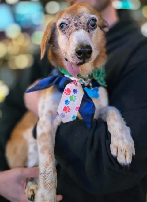 Somebody is a very happy, drooly birthday boy today...Happy 14th Birthday, Oogie!!!