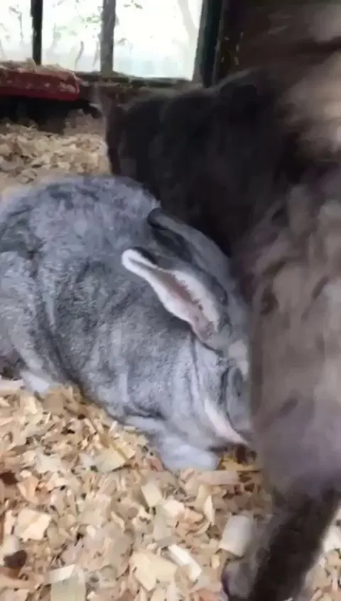 And the lion shall lay down with the lamb; and the kitty shall be affectionate to Bunbun.