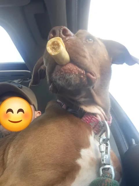 Anytime I give Daisy a rawhide treat on car rides, she goes full Tony Soprano. She doesn't even chew it, just holds it like a stoagie and shows it off to oncoming traffic. Then she hides it under the seat for next time. 🤷‍♂️