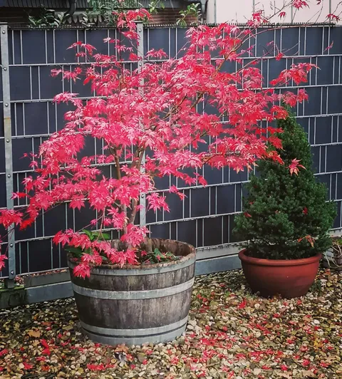 Our little maple in it's fall color
