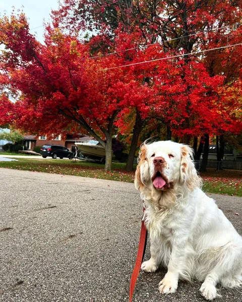 HAPPY BIRTHDAY HELGA! Today our sweet girl turns 6! 💕