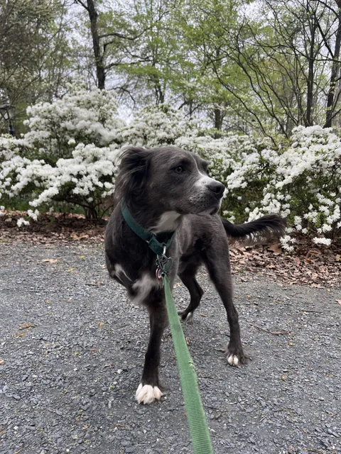 Behold Bumi, the fluffy pitbull tripawd