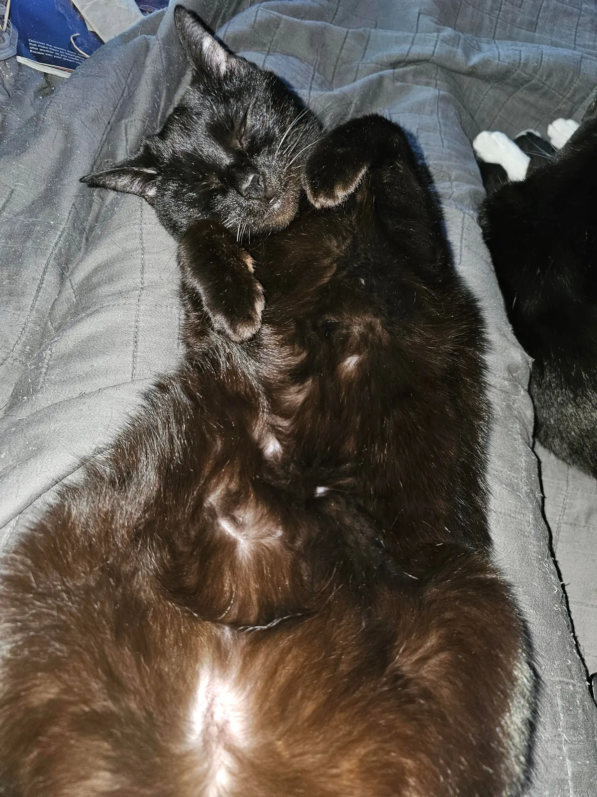 Look Mom! I'm a black cat too