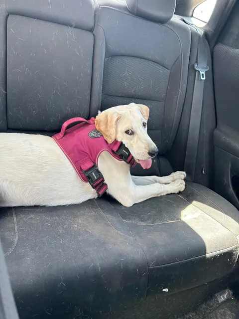 She was a free dog and she acts like it too