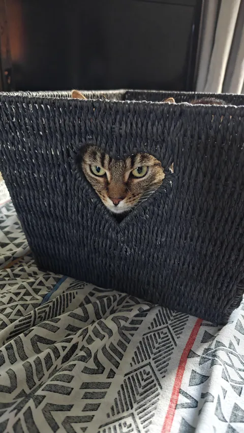 My cat in a basket