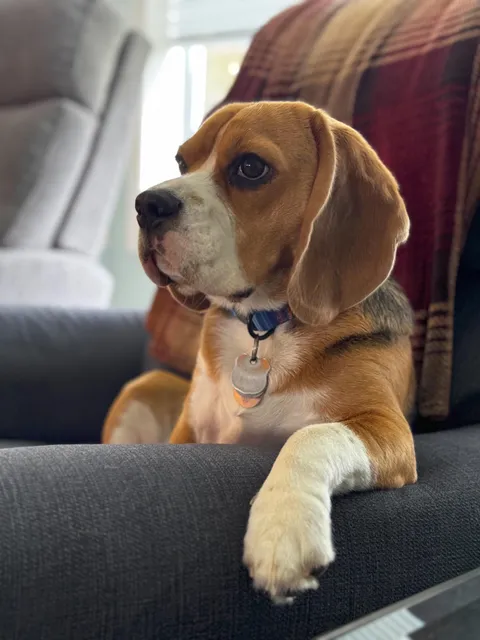 Caught my beagle having a serious think: “if I’m the good boy, why do they keep asking who the good boy is?”
