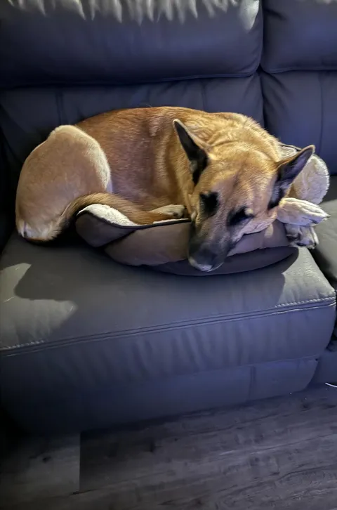 How do I explain to her that she’s not a pupper anymore??