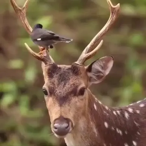 Bird removes ticks from deer