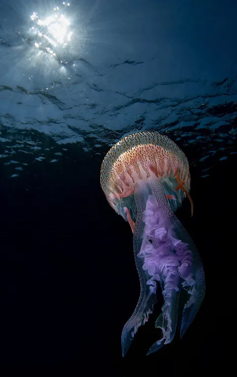 🔥 A mauve stinger jellyfish (Pelagia nocticula) floats off the coast of Noli, Italy.