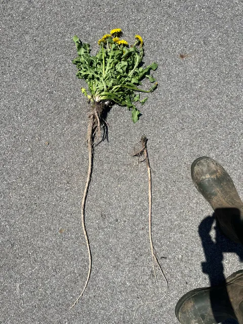 These are the largest tap root(s) I’ve ever seen in my life