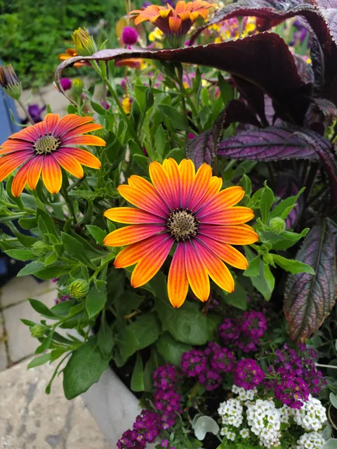Really loving the colors on this flower!