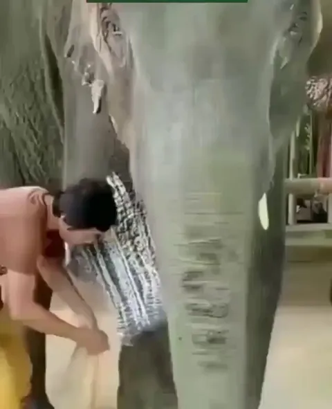 Custom prosthetic leg for adult elephant.