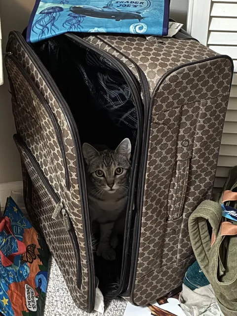 TSA luggage inspector going above and beyond (and inside) 😹