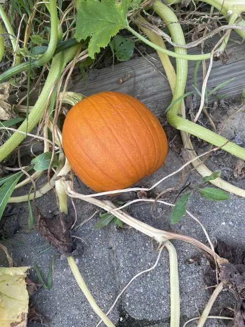 Any clue why my canteloupe’s look like pumpkins?