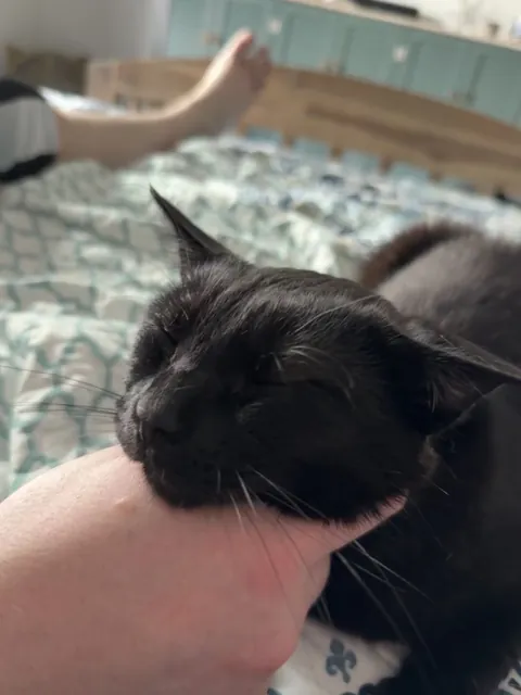 She LOVES to rest her head on our hands as we scratch her cheeks/chin. And my heart just cannot handle it!