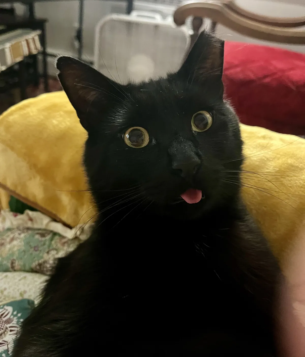 Probably the best photo I’ll ever take of my little dork