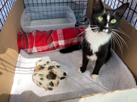 Took in this scared, sweet pregnant mama in the beginning of August after I found her hiding under my motorcycle cover. Now she’s a happy mama of 4 beautiful kittens🖤