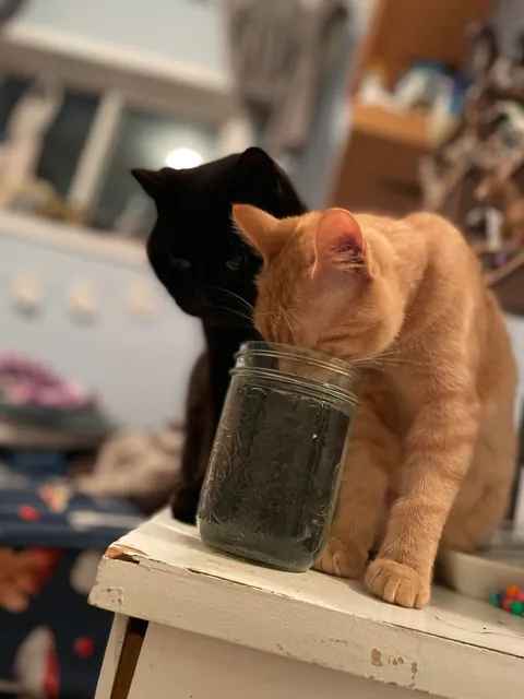 22 Years Old and Still Runs The House