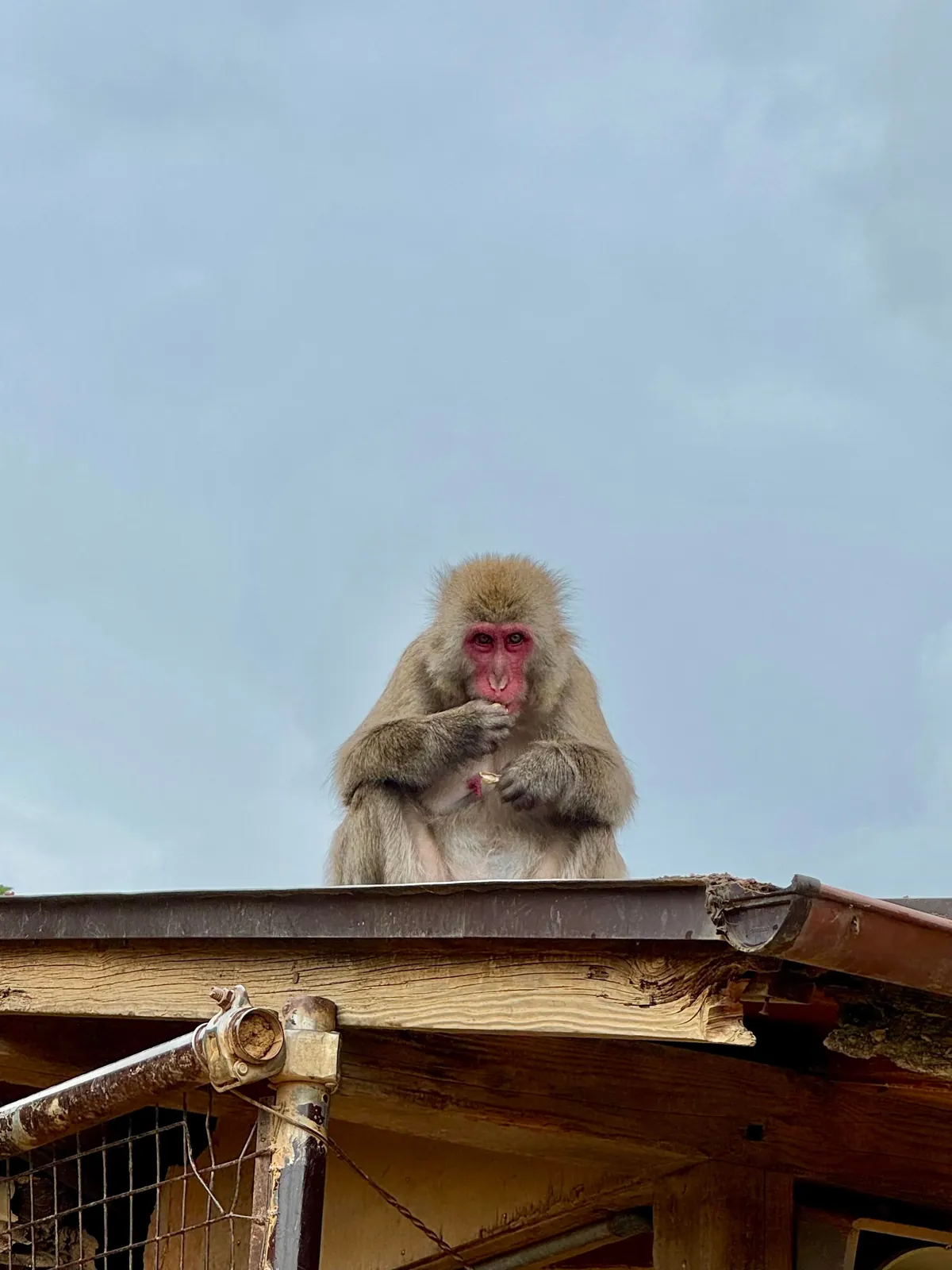 My thoughts after 2 weeks in Japan (Tokyo, Kyoto, Osaka)