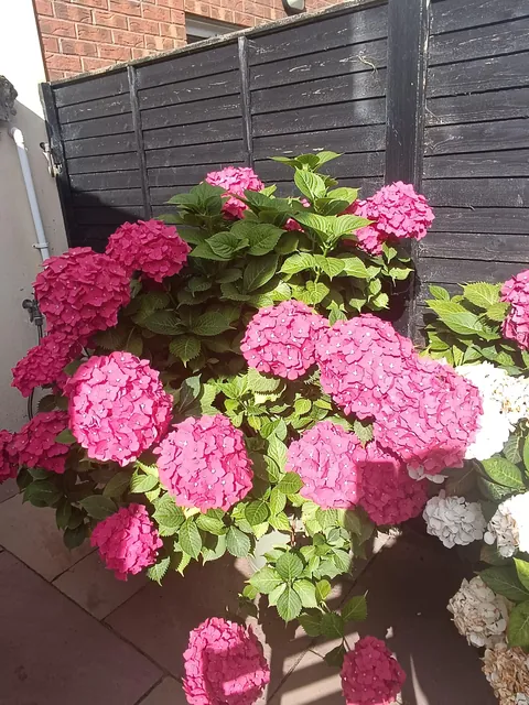 My little slice of heaven in Dublin, Ireland was looking very happy this morning.