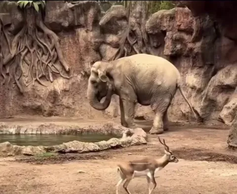 The crowd froze.. but the elephant didn't