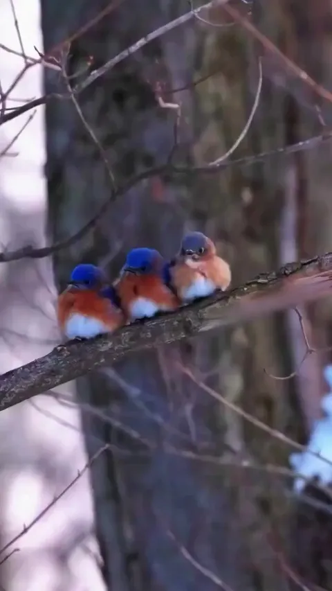 Blue birds huddling together for warmth