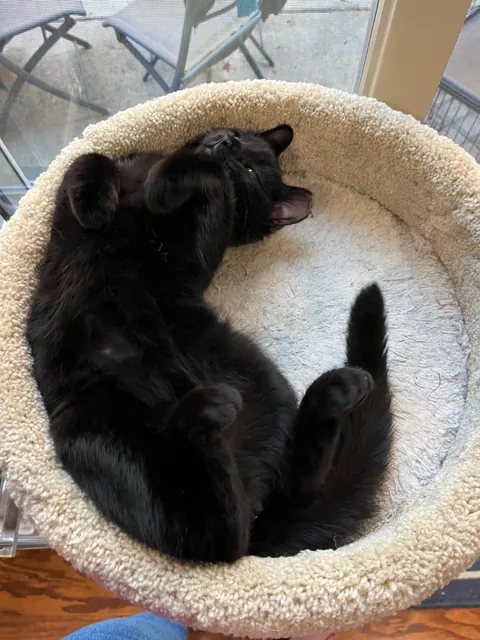 Littlest guy take a lil snooze