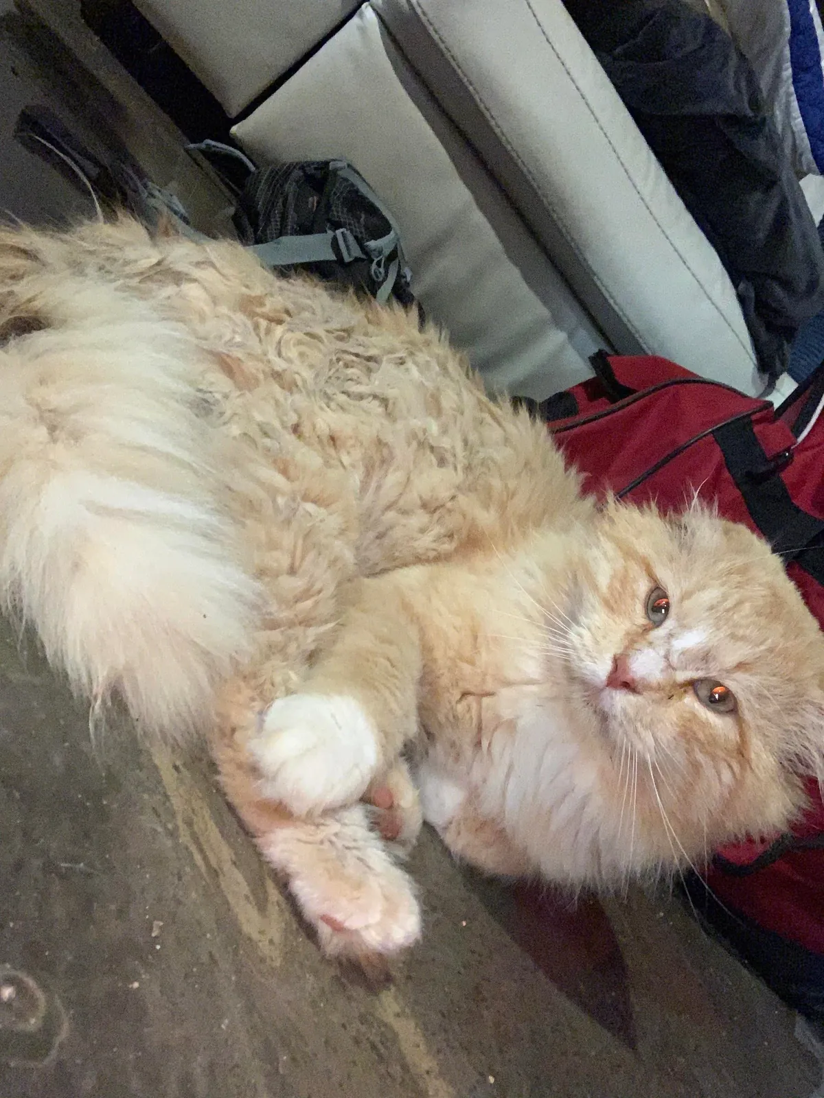 The transformation of Finnegan from forest cat to pampered city kitty