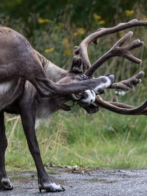 Just this bull reindeer scratching itself