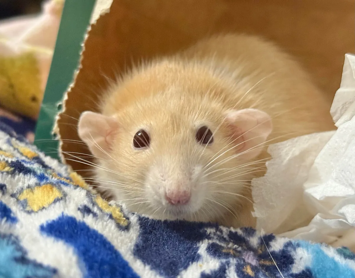 In Loving Memory of Naga 💔