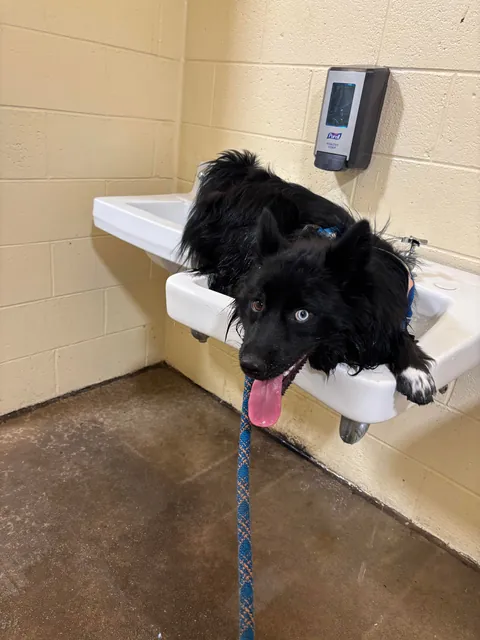 The many faces of a goofy 1 year old Australian Sheppard / American Eskimo (Auskimo?)