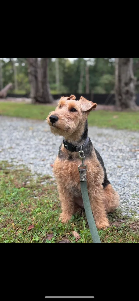 Scout - A Welsh Terrier