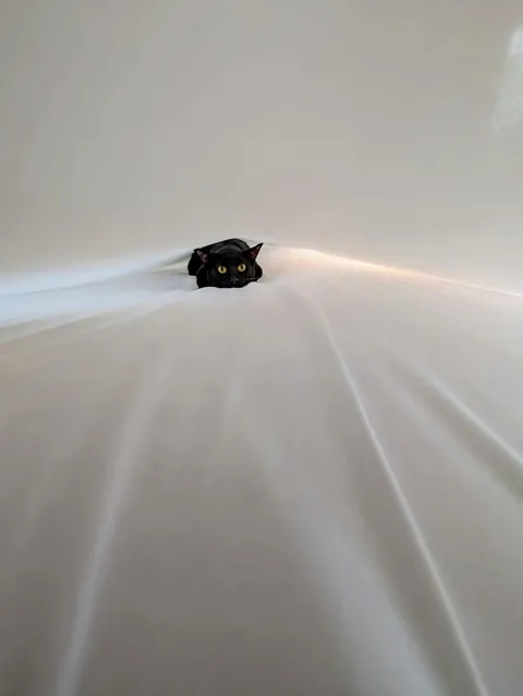 Trying to make the bed, but I've disturbed his slumber