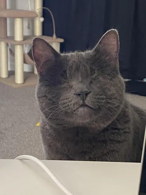 My little Dust Kitty