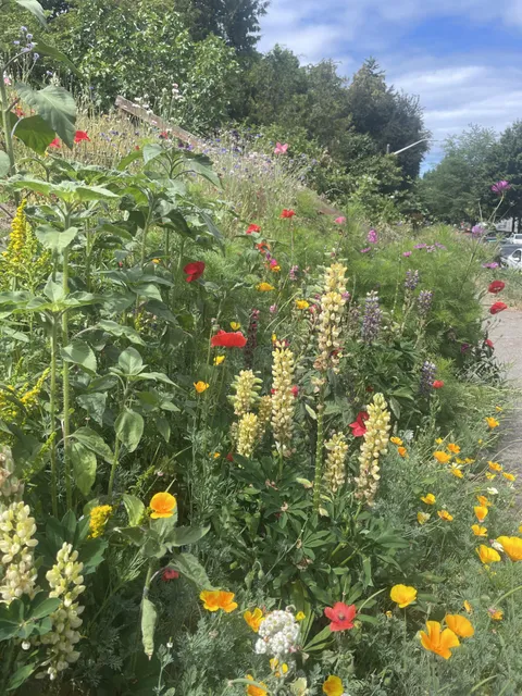 My wildflower/pollinator hill