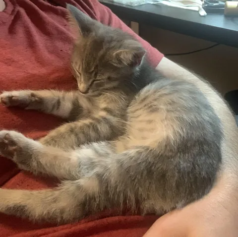 Hard to believe it’s only been six days since my wife rescued this feral kitten