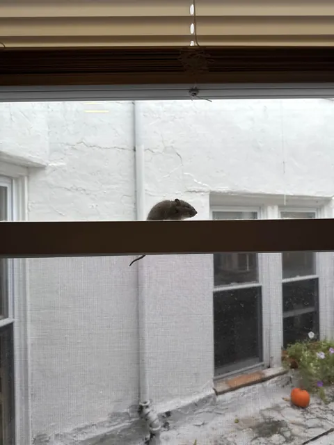 Is this a baby rat or a mouse? He was trying to come inside to hang out with me.