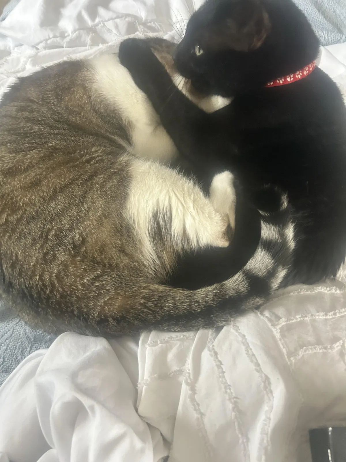 My Mom Died of Cancer Today And She Loved Her Two Cats More Than Anything