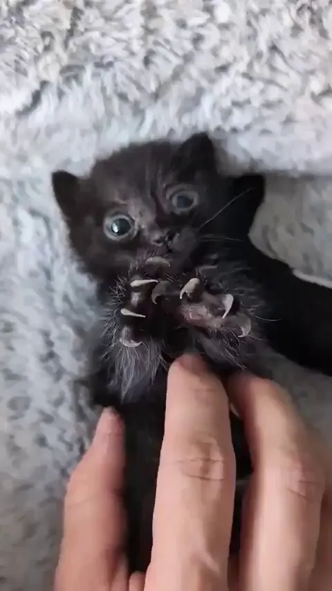 Those cute itty bitty purring sounds just melt my heart