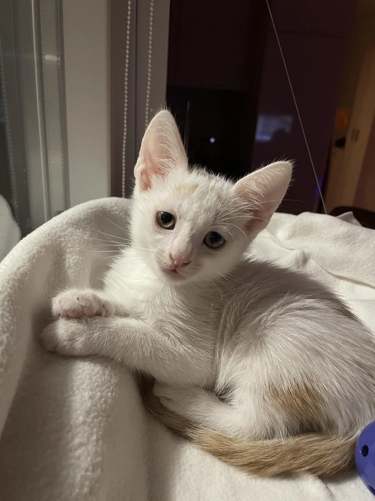 Our new kitten - Pixel!