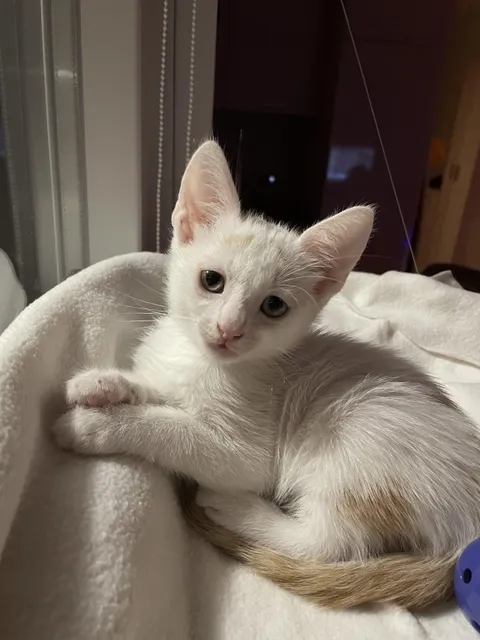 Our new kitten - Pixel!