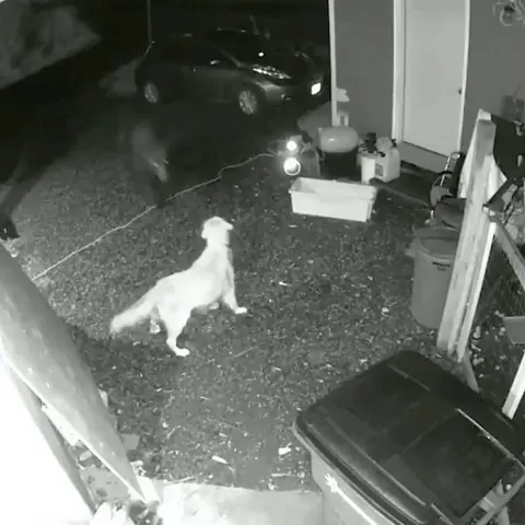 Brave Golden stares down brown bear.