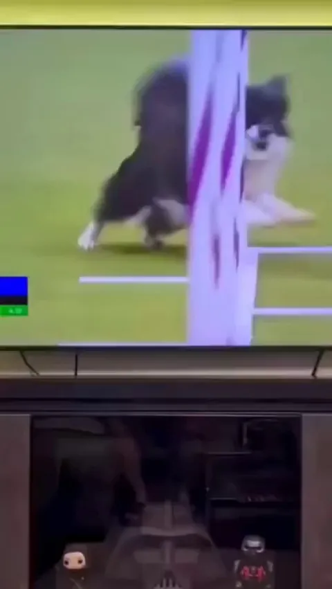 Pup: "You think you can?"