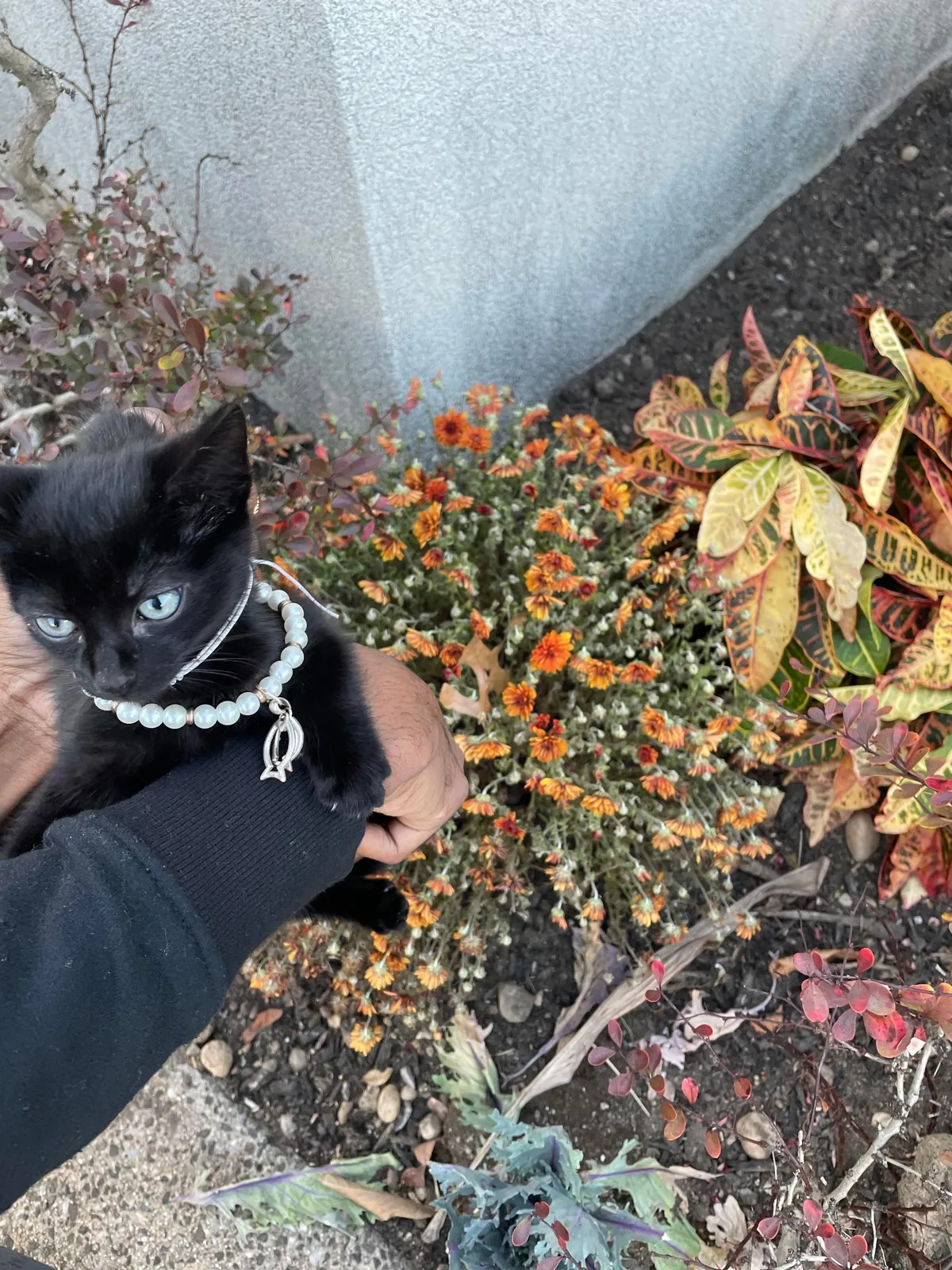 7 months ago this cutie was found inside the hood of a car