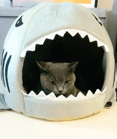She gets anxious now and then. So we got her this, and it has since become her emotional support shark 🦈