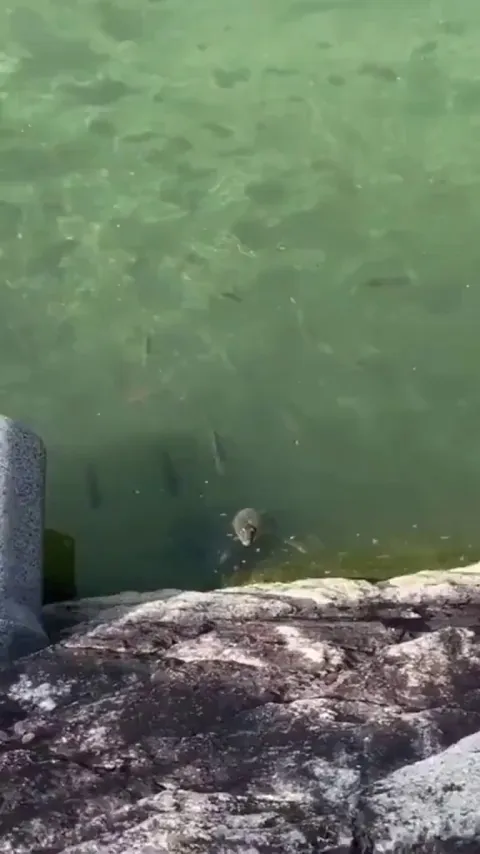 Can Someone Tell Me What Creature Is This?