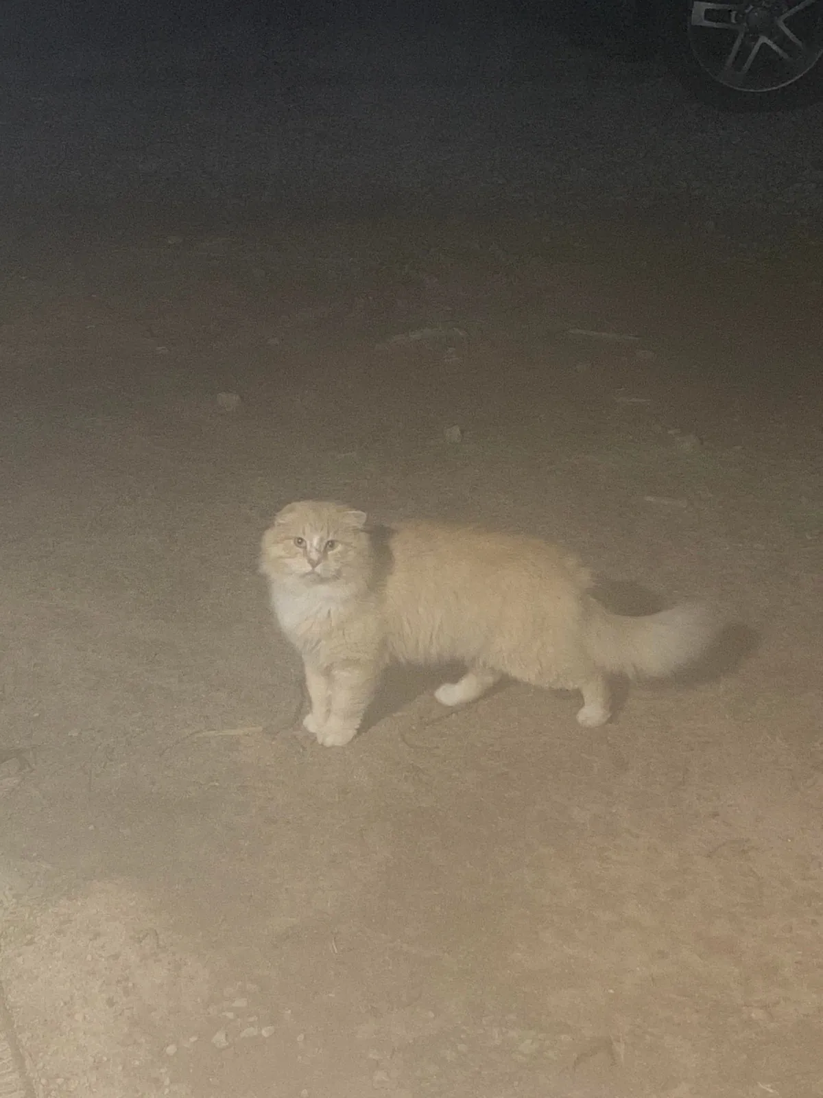 The transformation of Finnegan from forest cat to pampered city kitty