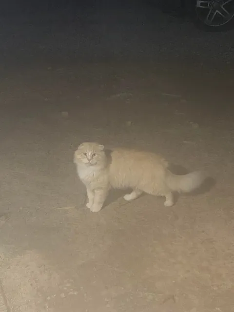 The transformation of Finnegan from forest cat to pampered city kitty