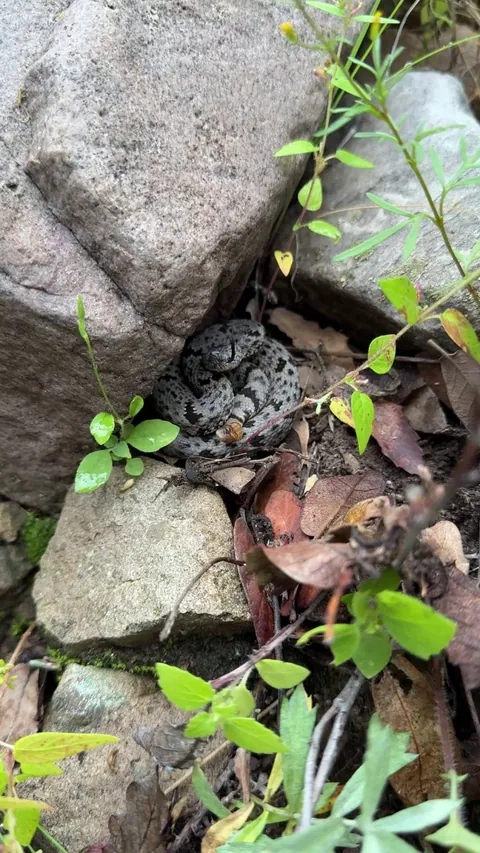 Little rattlesnake wants to rattle, but it's too wet :/