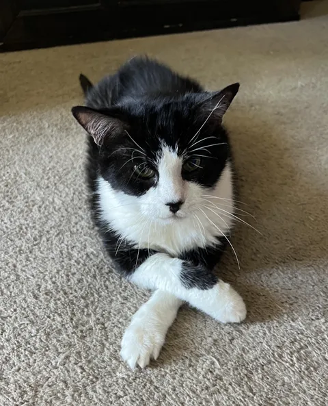 Anyone know why my cat sits like this?